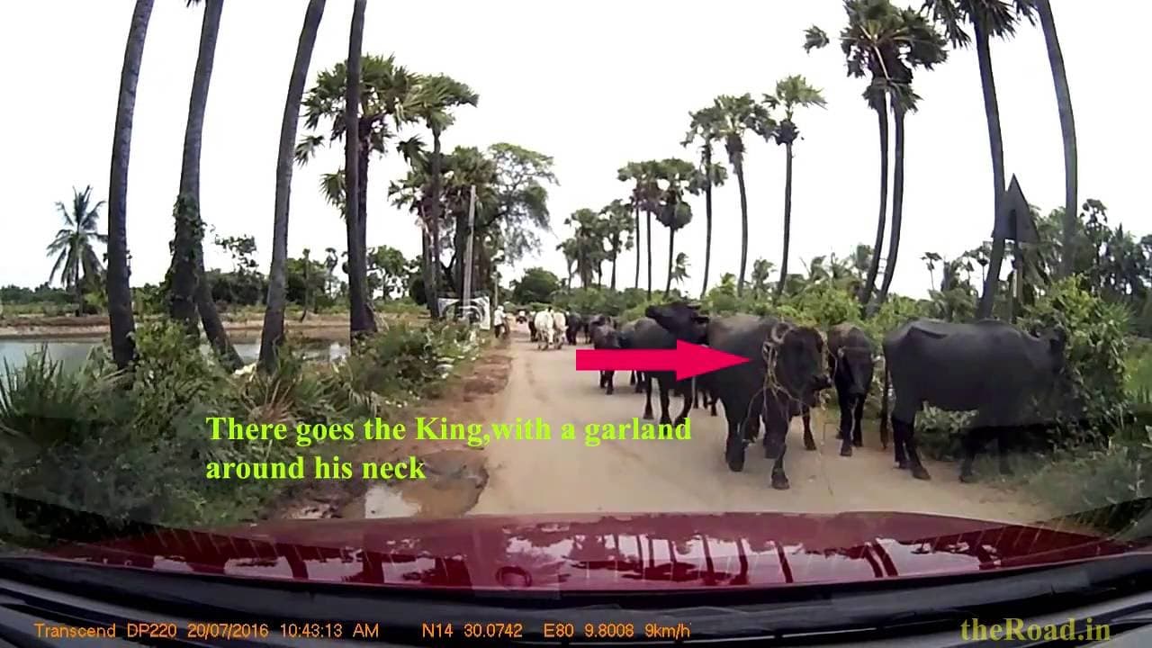 Buffalo pushing another buffalo on to the incoming car