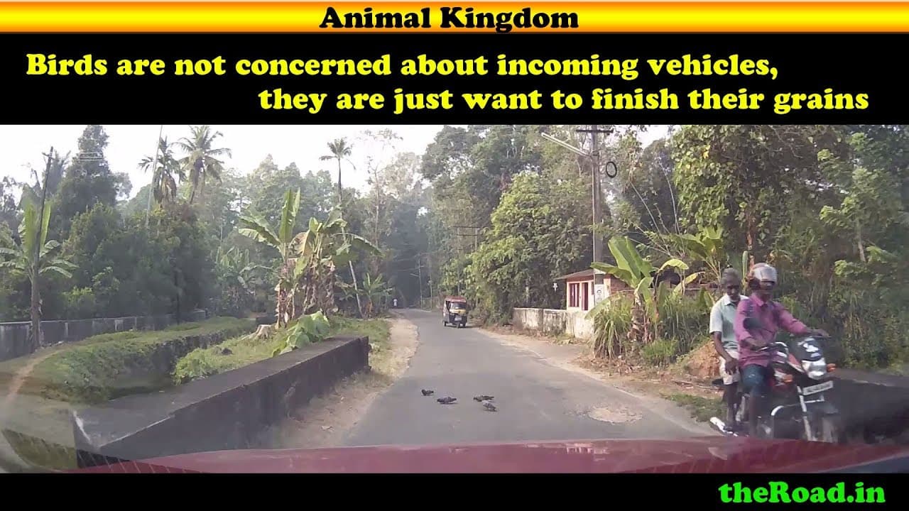 Birds blocking the road | Birds vs Car