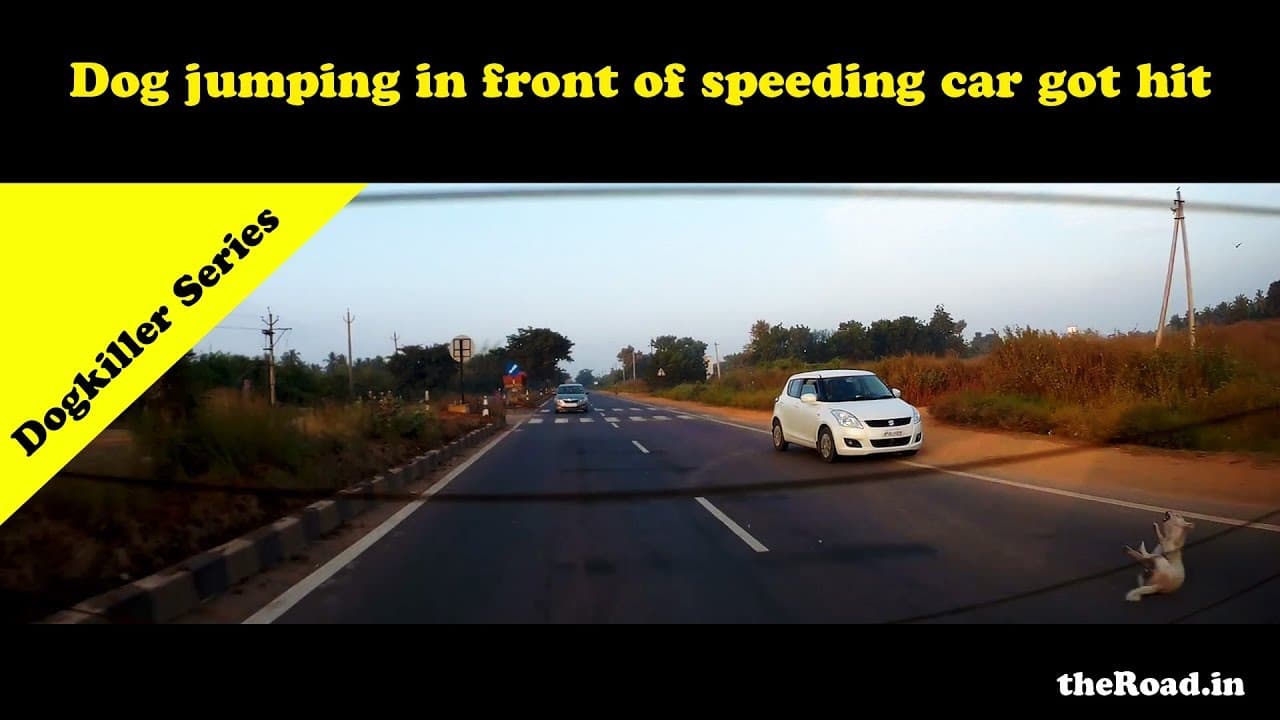 Dog Hit | Car hitting a dog in a highway | Car vs Dog