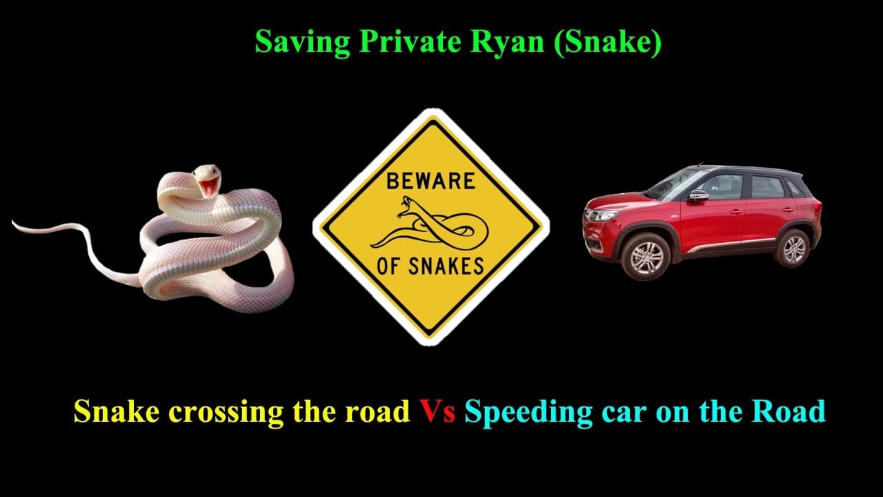 Saving Private Snake | Preventing snake being crushed