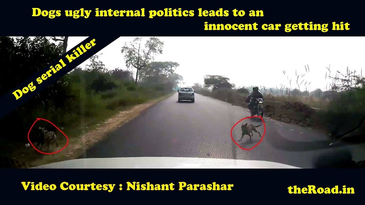 Dog Hit | Dogs union ugly fight leads to an innocent car getting hit
