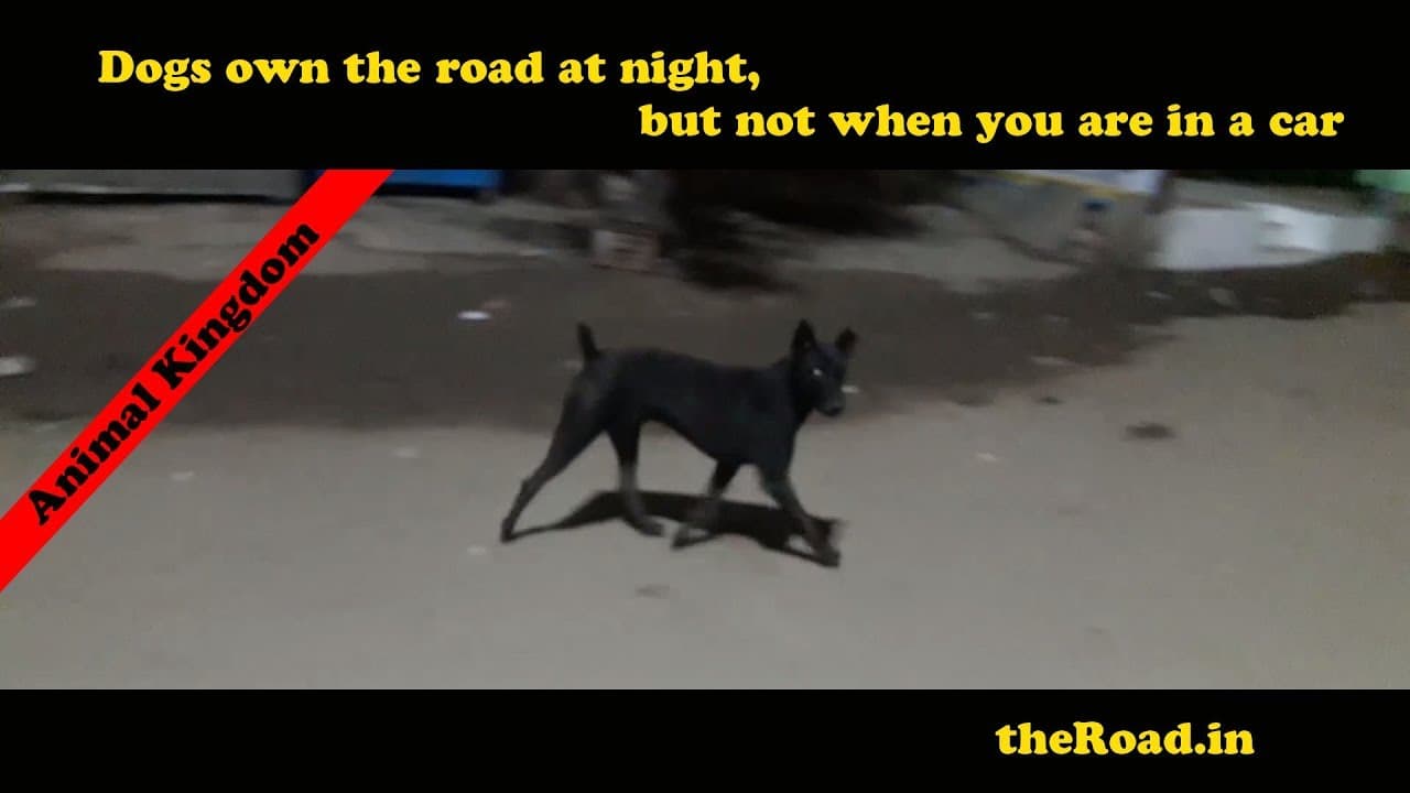 Power Play | Dog vs Human (in car) |  Who is the BOSS | Man vs Wild